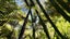 877 Tiki Quarry Road, Preece Point, Coromandel - Carousel 49