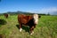 296 Plymouth Road, Koru, New Plymouth - Carousel 22