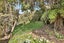 244B Big Bay Road, Waiuku - Carousel 21