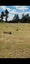 105 Willis Road, Ngahinapouri, Hamilton - Carousel 36