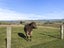 131 Ireland Road, Goodwood, Palmerston - Carousel 25