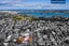 35 Olsen Avenue, Hillsborough, Auckland - Carousel 23