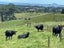 244 Lindemann Road, Tahawai, Katikati - Carousel 28