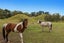 3041 State Highway 30, Rotoma, Whakatane - Carousel 22