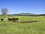 557 Wiltsdown Road, Wiltsdown, Putāruru - Carousel 7