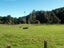 1513 Hikumutu Road, Hikumutu, Taumarunui - Carousel 5