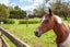 708 Waghorn Road, Waharoa - Carousel 34