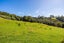 47 Witheford Road, Wharehine, Wellsford - Carousel 18