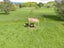 7988 State Highway 1, Taihape - Carousel 11