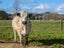 80541 Masterton Road, Woodville, Woodville - Carousel 18