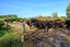 414 Naughton Road, Kerrytown - Carousel 14