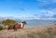378 Heyward Point Road, Heyward Point, Port Chalmers - Carousel 4