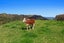 1187 Stanley Road, Waimana, Waimana - Carousel 24