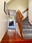 40 Coroglen Avenue, Birkenhead, Auckland - Carousel 5