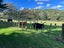 923 Oporae Road, Dannevirke - Carousel 3