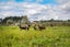 17 Course Lane, Sanson, Sanson - Carousel 14