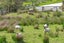 2265 South Head Road, Helensville - Carousel 19