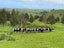 2288 Waihue Road, Mamaranui, Dargaville - Carousel 6