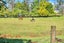 198A Devich Road, Wellsford - Carousel 9