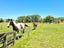208 McQuoid Road, Preece Point, Coromandel - Carousel 13