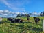 32 Hay Road, Helena Bay, Hikurangi - Carousel 25