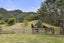 1007 Old Mountain Road, Waitetuna - Carousel 29
