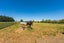 168D Nannestads Line, Bunnythorpe, Palmerston North - Carousel 29