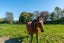14 Arowhenua Station Road, Kerrytown - Carousel 24