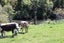274 Richmond Road, Lepperton, New Plymouth - Carousel 34