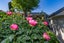 1 Cotter Avenue, Arrowtown, Arrowtown - Carousel 5