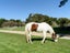 571 Ohariu Valley Road, Ohariu, Wellington - Carousel 19