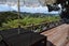 2 Te Maiki RISE, RUSSELL - Carousel 18