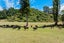 407 Onamalutu Road, Blenheim - Carousel 8