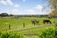 125 Butchers Bridge Road, Waiuku - Carousel 23