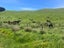 923 Oporae Road, Dannevirke - Carousel 4