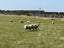 750 Woodlands Invercargill Highway, Longbush, Invercargill - Carousel 11