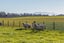 238 Wabys Road, Leeston - Carousel 18