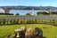175 Grace Road, Tauranga South, Tauranga - Carousel 3