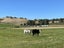 272 Galloway Road, Galloway, Alexandra - Carousel 14