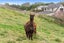 1A Macks Road, Pokeno, Pokeno - Carousel 25