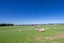 112 Nightcaps Opio Road, Opio, Otautau - Carousel 33
