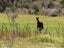 2265 State Highway 7, MAIMAI, REEFTON - Carousel 5