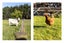 347D Pyes Pa Road, Pyes Pa, Tauranga - Carousel 9