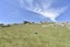 455 Mcraes Road, Scargill, Amberley - Carousel 18