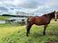 133 Taikorea Road, Glen Oroua, Palmerston North - Carousel 3