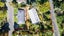 34 ARROW Street, Washington Valley, NELSON - Carousel 14