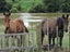 71 State Highway 4, Okoia, Whanganui - Carousel 10