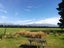 999 Clayton Road, Ashwick Flat, Fairlie - Carousel 27