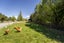 286 Downs Road, Geraldine Downs - Carousel 29
