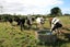 174 Bedford Road North, Kaimiro, Kaimiro - Carousel 21